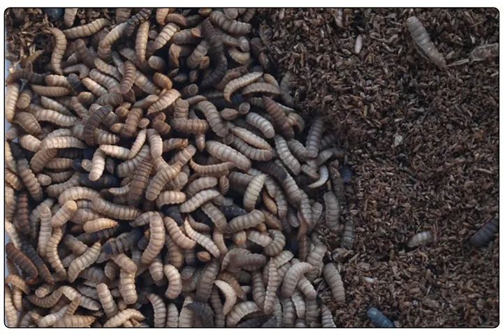 潔匠凈化·的凈工業(yè)除臭劑_黑水虻養(yǎng)殖實地設(shè)計除臭方案，工業(yè)除臭劑解決惡臭難題！