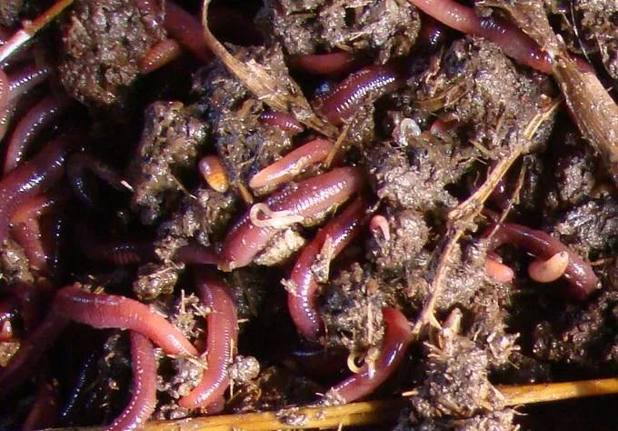 的凈工業(yè)除臭劑高效治理蚯蚓養(yǎng)殖惡臭異味大、牛糞味濃 .jpg