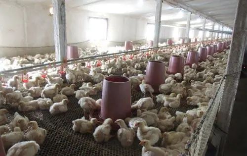 潔匠凈化·的凈工業(yè)除臭劑_養(yǎng)殖場(chǎng)臭氣來(lái)源有哪些？