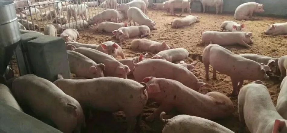 潔匠凈化·的凈工業(yè)除臭劑_養(yǎng)殖場(chǎng)氨氣的危害有哪些？