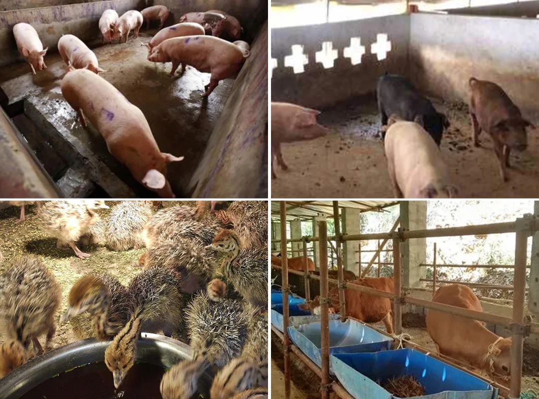 潔匠凈化·的凈工業(yè)除臭劑_夏天高溫，從今年3月底開(kāi)始，陸續(xù)有養(yǎng)豬場(chǎng)、養(yǎng)雞場(chǎng)、牛圈、羊圈等負(fù)責(zé)人反映異味太大，畜禽胃口變差，而且讓工人難受，急需除臭劑處理。幾個(gè)月過(guò)去了，根據(jù)客戶們的使用反饋，小匠整理文章，希望我們的產(chǎn)品和方案能幫助到更多企業(yè)！